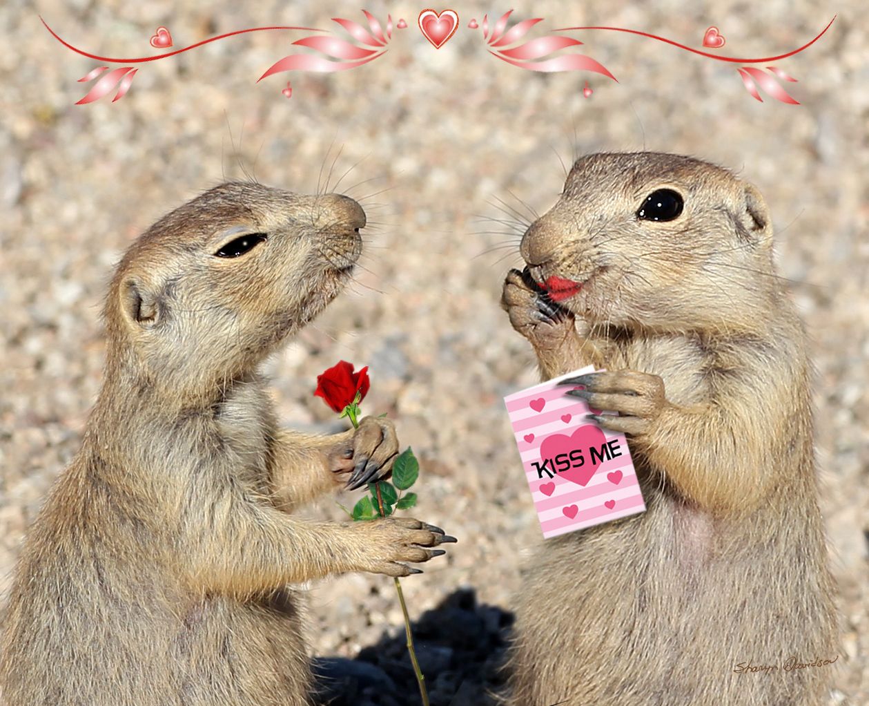 Happy Valentine's Day! - Prairie Dog Pals